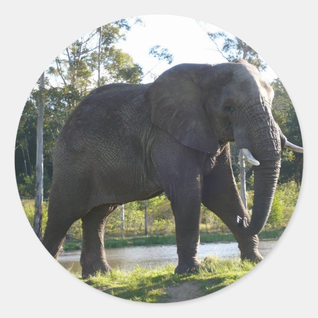 Sticker für afrikanische Elefanten (Vorderseite)