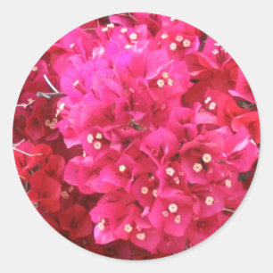 Sticker für Blume Bougainvillea