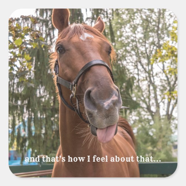 Sticker für das Foto "Funny Horse" (Vorderseite)