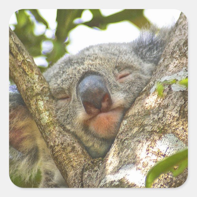 Sticker für den Koala-Bär (Vorderseite)