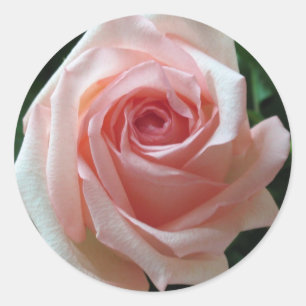Sticker für die rosafarbene romantische Rose
