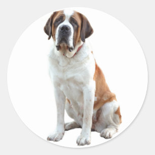 Sticker für Junghunde von Saint Bernard / Label