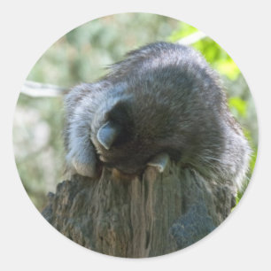 Sticker für Raccoon
