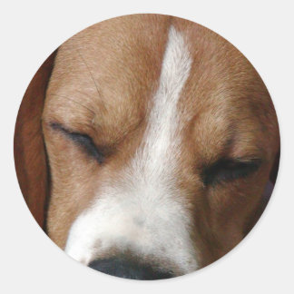 Sticker für schlafende Beagles