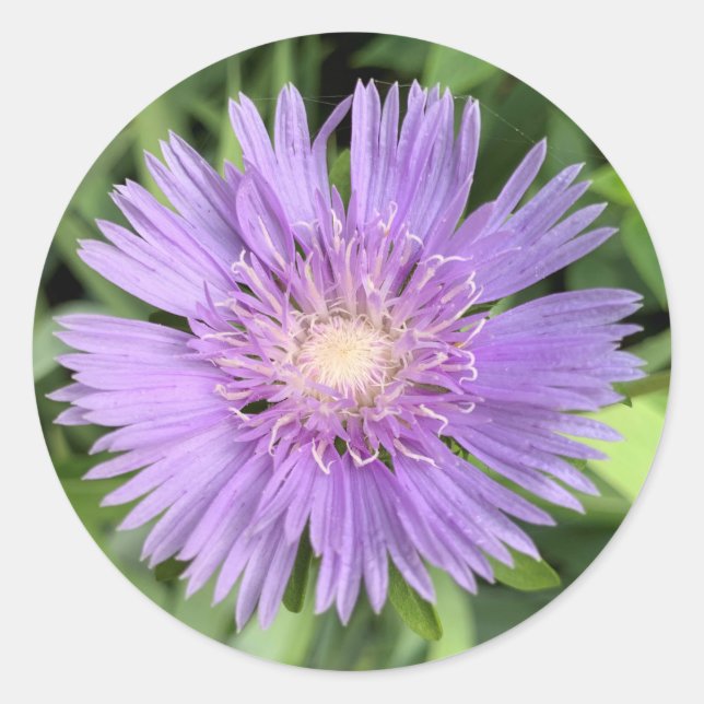 Sticker für Stokes aster (Stokesia laevis) (Vorderseite)