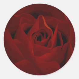Sticker für tiefe Rote Rose