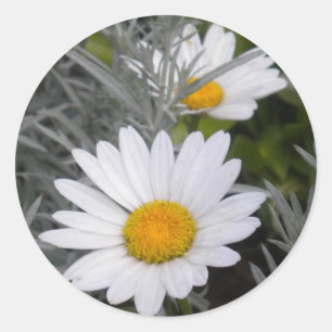 Sticker für White Shasta Daises (mit Gold)