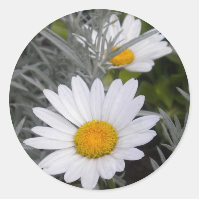 Sticker für White Shasta Daises (mit Gold) (Vorderseite)