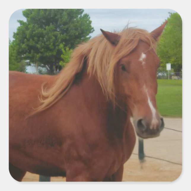 Sticker Horse Country Western Equine Note (Vorderseite)