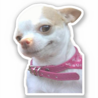 Sticker Hübsch Chihuahua Dog Meme