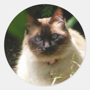 Sticker mit schöner Katze