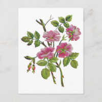 Stickereien Rosa Alte englische Rose
