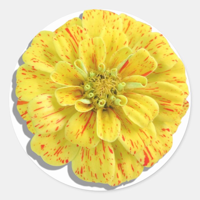 Stickers - Candy Stripe Zinnia (Vorderseite)