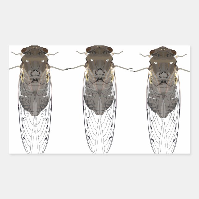 Stickers cicada (Vorderseite)