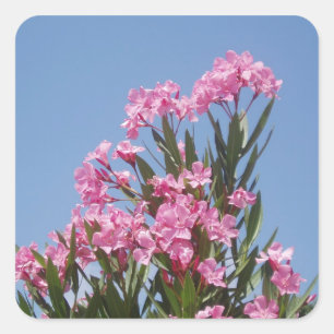 Stickers für Oleander-Blume