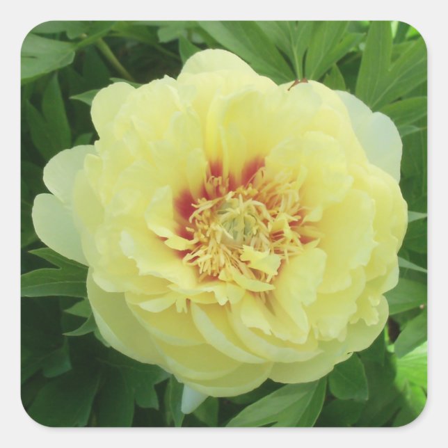 STICKERS Garden Lovely Bartzella Yellow Peony Foto (Vorderseite)