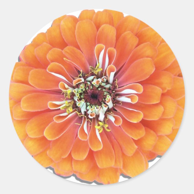 Stickers - Orange Zinnia (Vorderseite)