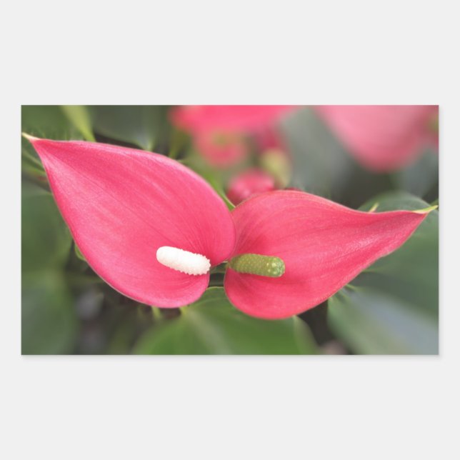 Stickers - Red Anthurium Twins (Vorderseite)