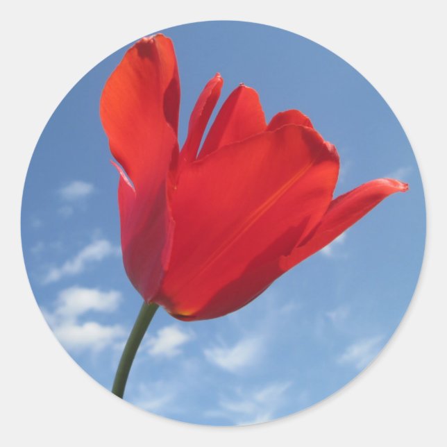 Stickers - Red Tulip Blue Sky (Vorderseite)