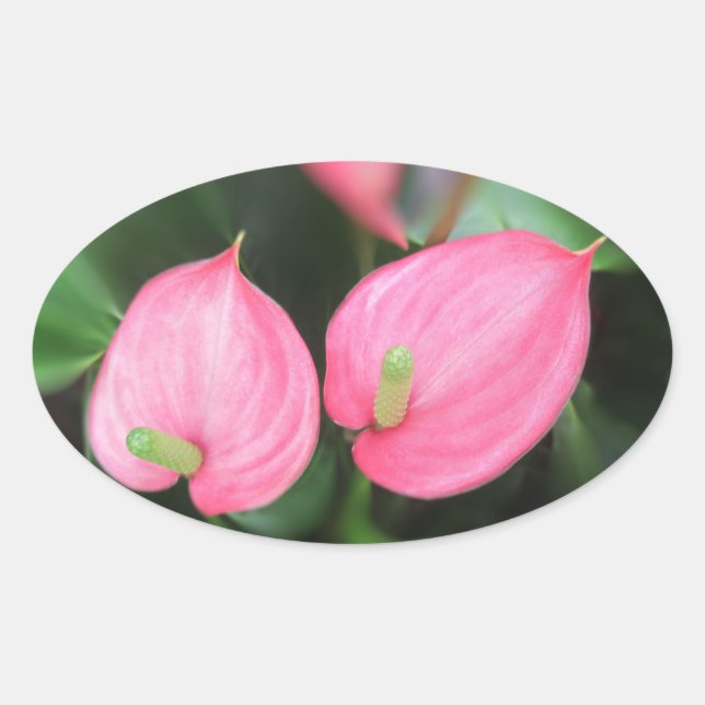 Stickers - rosa Anthurium Twins (Vorderseite)
