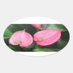 Stickers - rosa Anthurium Twins