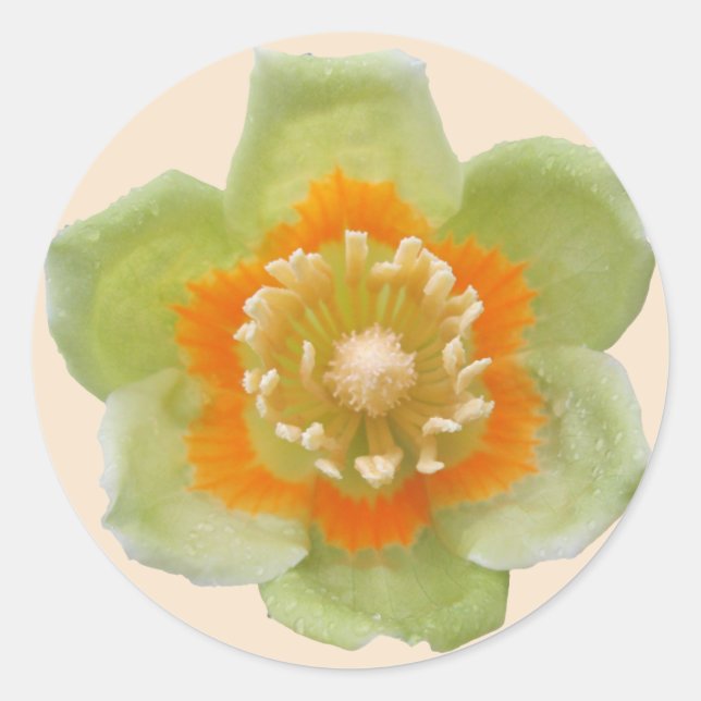 Stickers - Tulip Poplar Tulip auf Creme (Vorderseite)