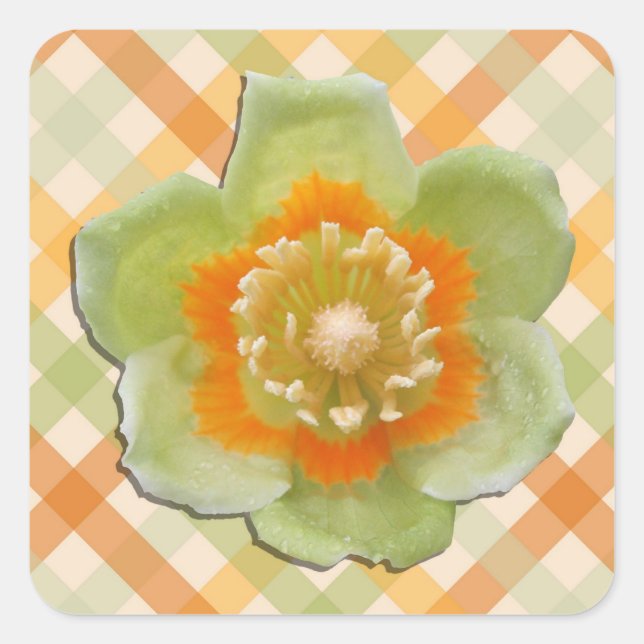 Stickers - Tulip Poplar Tulip auf Karos (Vorderseite)