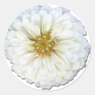 Stickers - White Zinnia
