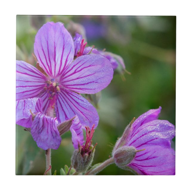 Stickige Wildblumen aus Geranium Fliese (Vorderseite)