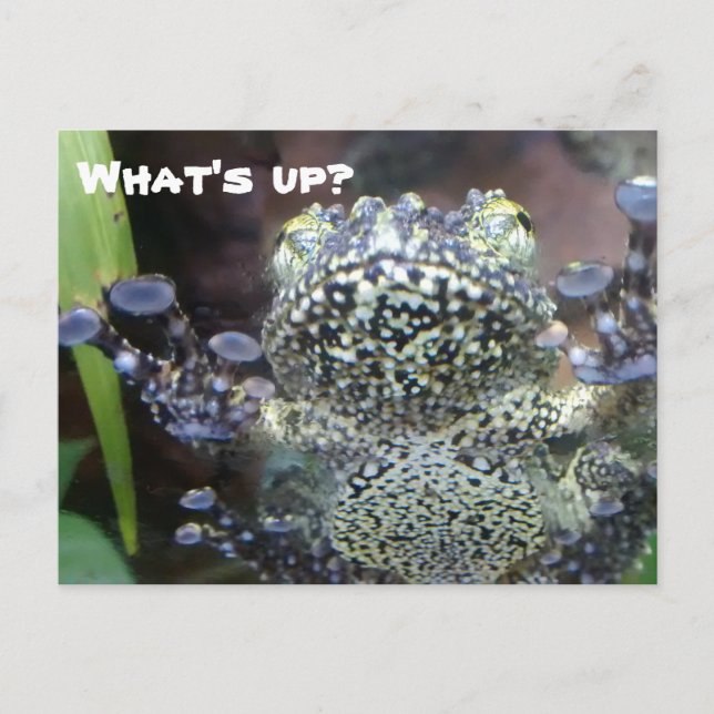 Sticky Frog Just Sprichwort Hallo Postkarte (Vorderseite)