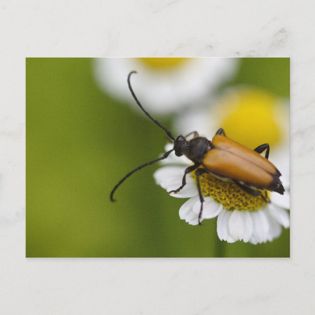 Stictoleptura rubra postkarte (Vorderseite)