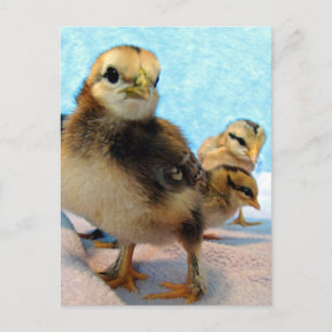 Stiefel und Freunde, Hühner Postkarte