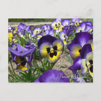Stiefmütterchen auf Parade Postkarte