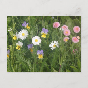 Stiefmütterchen, Gänseblümchen und rosa Blumen DIY Feiertagspostkarte