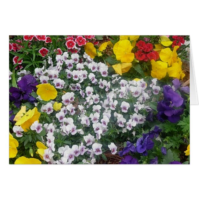 Stiefmütterchen im Frühjahr (Vorderseite (Horizontal))