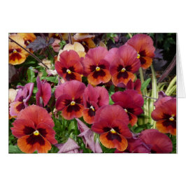 Stiefmütterchen kardiert für Sie!