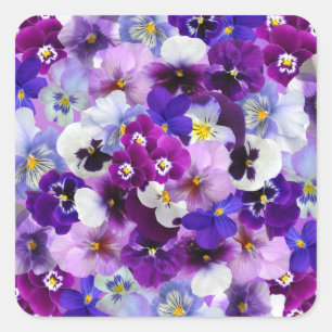 Stiefmütterchen Osterblüten Quadratischer Aufkleber