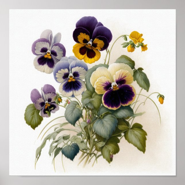 Stiefmütterchen Pansy Blume Art Print Poster (Vorne)