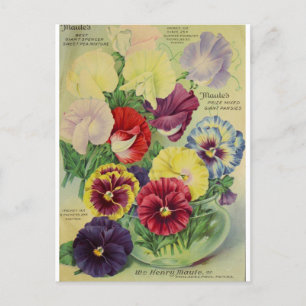 Stiefmütterchen Pansy Blume Botanische Vintage Pos Postkarte