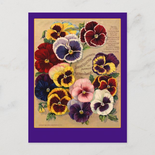 Stiefmütterchen-Samenpaket-Kunst auf Karten (Vorderseite)