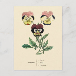 Stiefmütterchen Stiefmütterchen Blumenillustration Postkarte