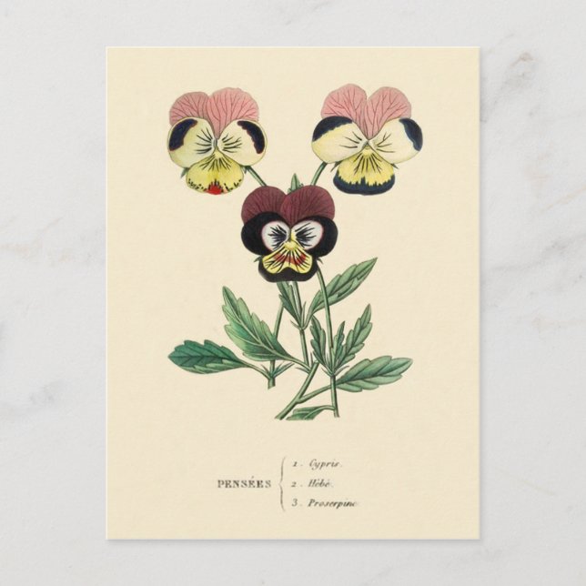 Stiefmütterchen Stiefmütterchen Blumenillustration Postkarte (Vorderseite)