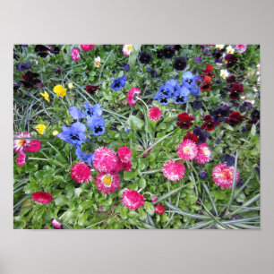 Stiefmütterchen und Gänseblümchen Poster