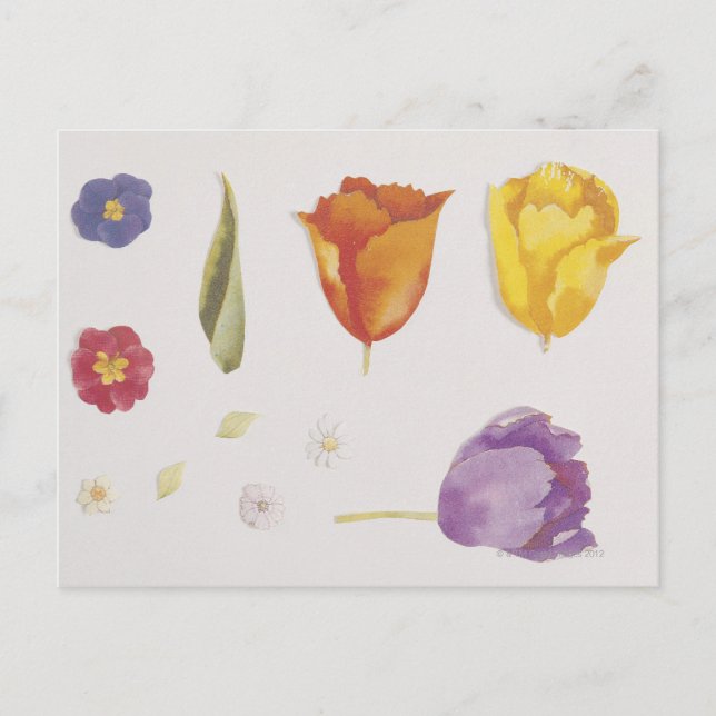 Stiefmütterchen und Tulips Postkarte (Vorderseite)