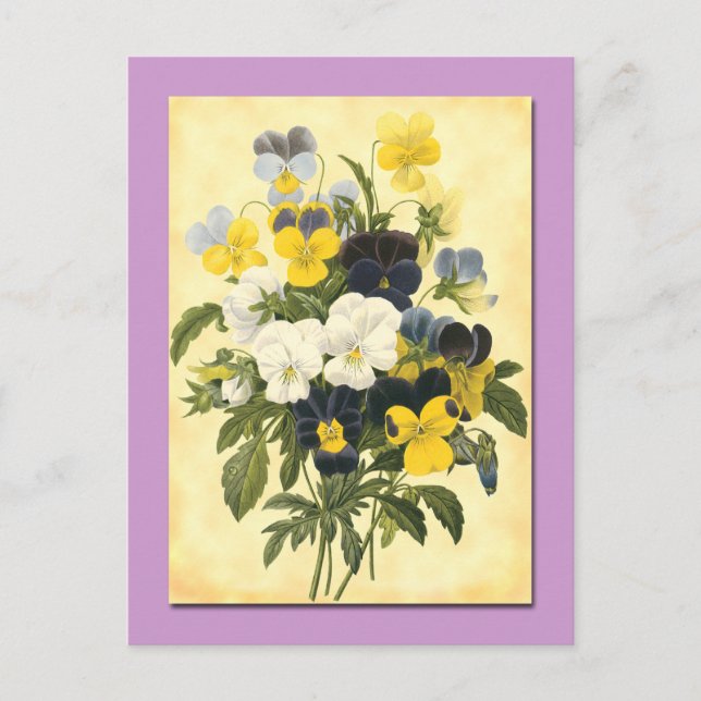 Stiefmütterchen Veilchen Botanische Kunst Postkart Postkarte (Vorderseite)