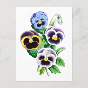 Stiefmütterchen Vintag Botanische Postkarte