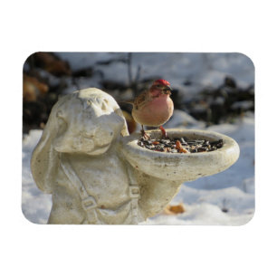 Stieglitz auf einem Kaninchen-Vogelfutterhaus Magnet