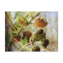 Stieglitz und Sonnenblumen
