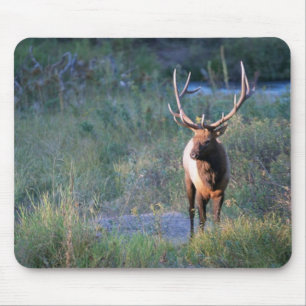 Stier-Elche Mousepad