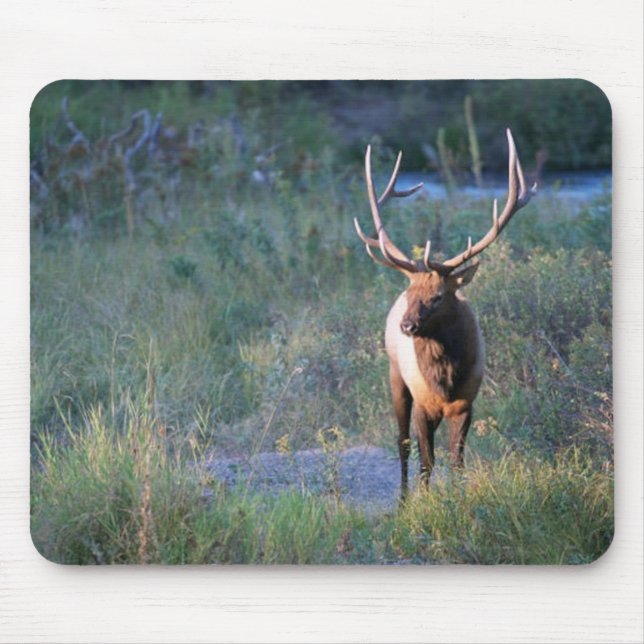 Stier-Elche Mousepad (Vorne)